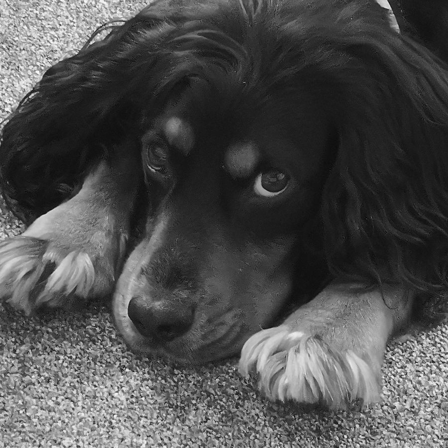 Jake's dog lying on the carpet, looking at the camera